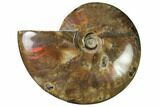 4" Flashy Red Iridescent Ammonite - #155227-1